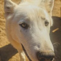 Mâle chien loup américain mix #1