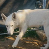 Mâle chien loup américain mix