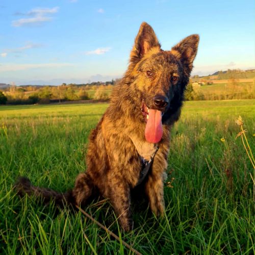 Jeune mâle berger allemand x berger hollandais