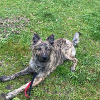 Jeune mâle berger allemand x berger hollandais