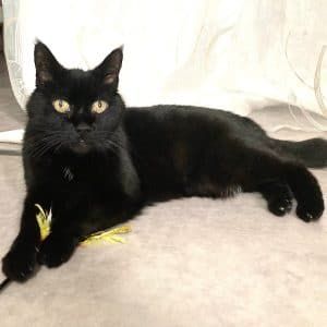 Nakia à l'adoption #1