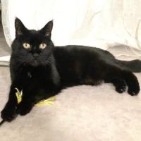 Nakia à l'adoption #1