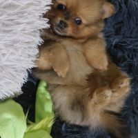 Chiot spitz nain male