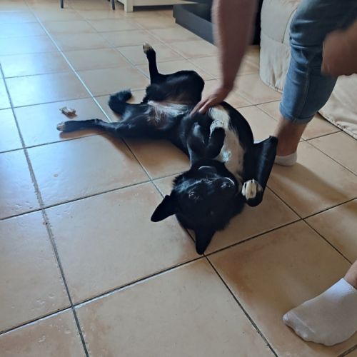 Chienne croisée malinois, 2 ans et demi #5