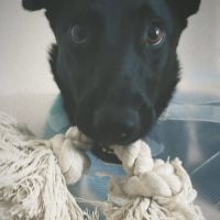 Chienne croisée malinois, 2 ans et demi #2