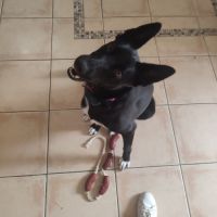 Chienne croisée malinois, 2 ans et demi