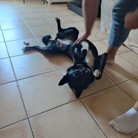 Chienne croisée malinois, 2 ans et demi #5