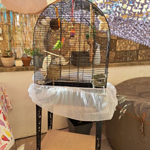 Couple d inséparables #1