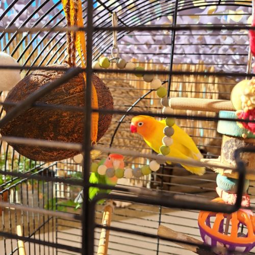 Couple d inséparables #2