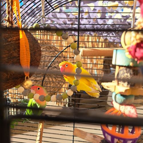 Couple d inséparables #3