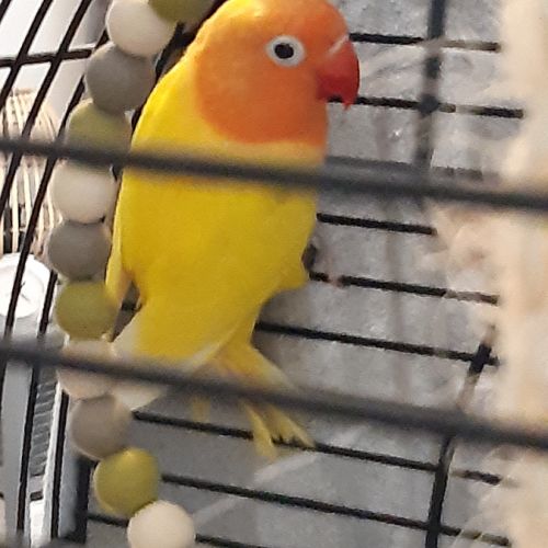 Couple d inséparables #4