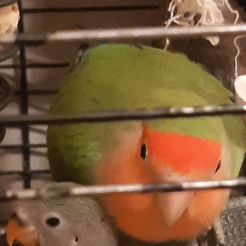 Couple d inséparables #0