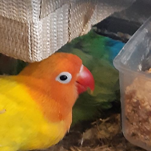 Couple d inséparables #7