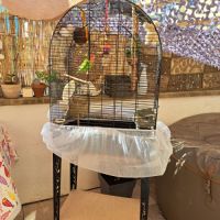 Couple d inséparables #1