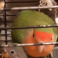 Couple d inséparables