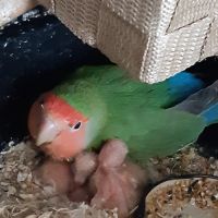 Couple d inséparables #6