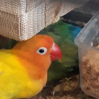 Couple d inséparables #7