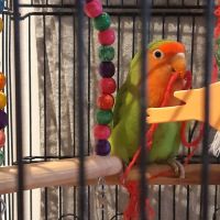 Couple d inséparables #8