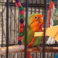 Couple d inséparables #9