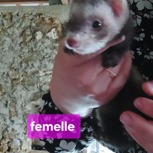 Furette putoisée #0