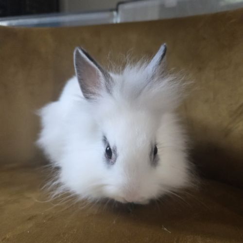 A adopter : 2 lapins nains nés le 4/08/2025 #1