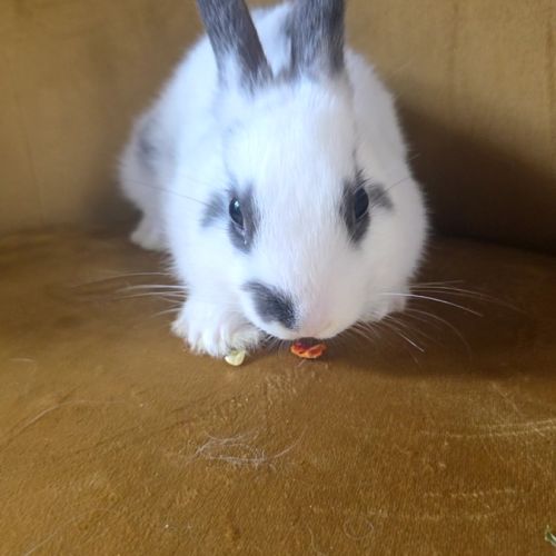 A adopter : 2 lapins nains nés le 4/08/2025 #0