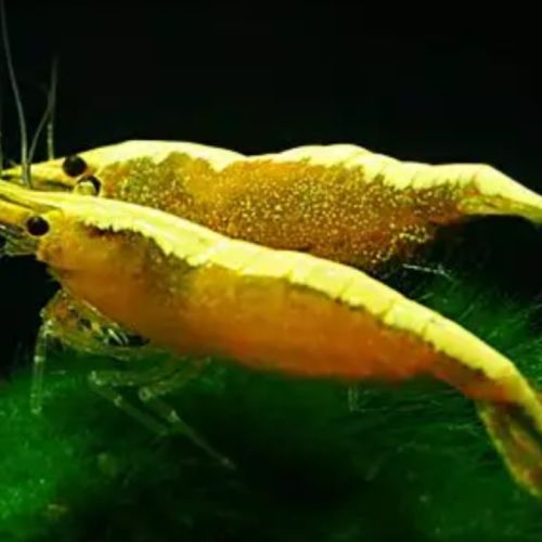 Recherche neocaridina yellow neon
