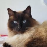 Chat moumouneetblanco à l adoption #3