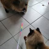 Chat moumouneetblanco à l adoption #4