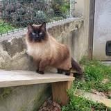 Chat moumouneetblanco à l adoption #5