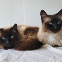 Chat moumouneetblanco à l adoption