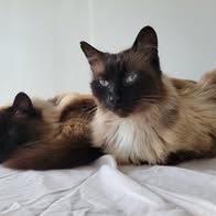 Chat moumouneetblanco à l adoption #2