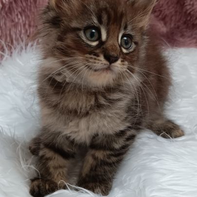 Chaton loof maine coon #1