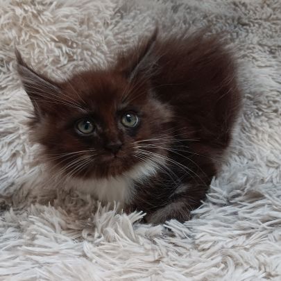 Chaton loof maine coon #2