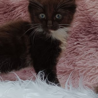 Chaton loof maine coon #4