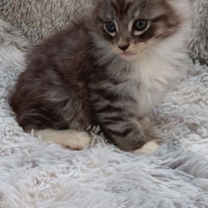 Chaton loof maine coon #5