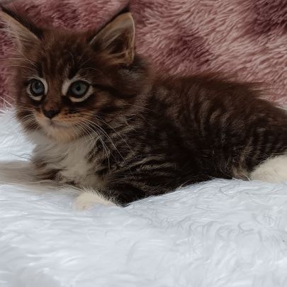 Chaton loof maine coon #6