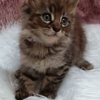 Chaton loof maine coon #1
