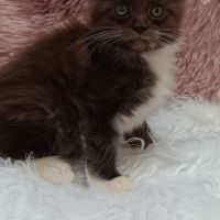 Chaton loof maine coon #3