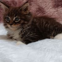 Chaton loof maine coon #6