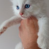 Chaton loof maine coon