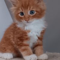 Chaton loof maine coon #8