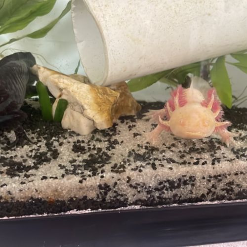 Axolotls gold, albinos et sauvages à vendre