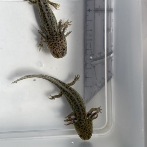 Axolotls gold, albinos et sauvages à vendre #2