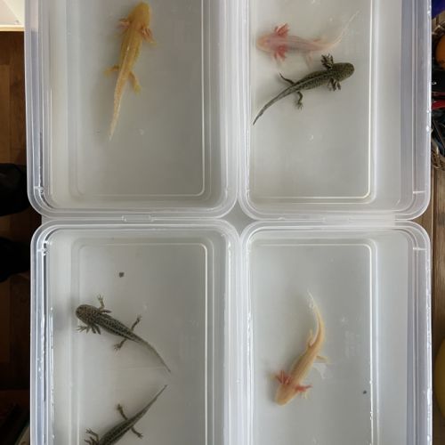 Axolotls gold, albinos et sauvages à vendre #4