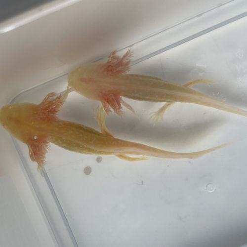 Axolotls gold, albinos et sauvages à vendre #5