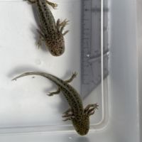 Axolotls gold, albinos et sauvages à vendre #2