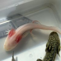 Axolotls gold, albinos et sauvages à vendre #3