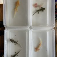 Axolotls gold, albinos et sauvages à vendre #4