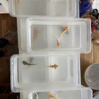 Axolotls gold, albinos et sauvages à vendre #6